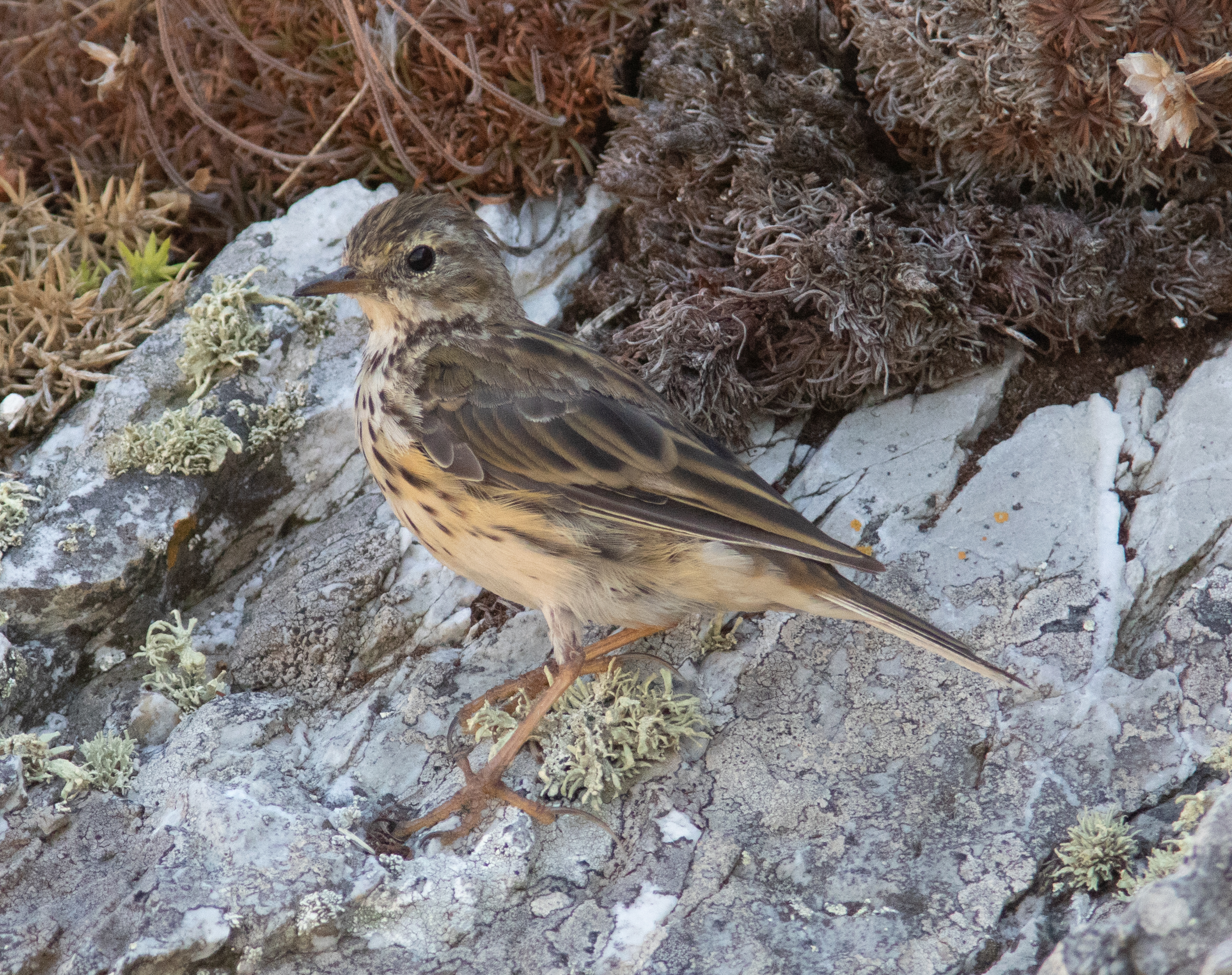 Miniature